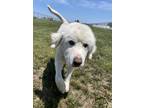Adopt Roman a White Great Pyrenees / Mixed dog in Beatrice, NE (38139051)