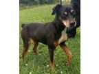 Adopt Hennesey a Black Miniature Pinscher / Mixed dog in Moultrie, GA (38138887)