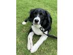 Adopt Tucker a Black - with White Husky dog in Dacula, GA (38139005)