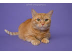 Adopt Kitty a Orange or Red Domestic Shorthair / Domestic Shorthair / Mixed cat