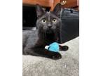 Adopt Sparky a All Black American Shorthair / Mixed (short coat) cat in