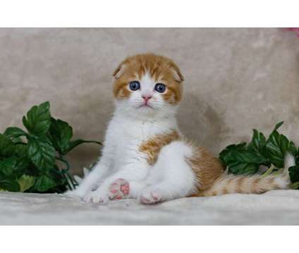 Scottish fold kittens for sale is a Male Scottish Fold Kitten For Sale in Dallas TX