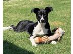 Adopt Hope a Black - with White Border Collie / Terrier (Unknown Type