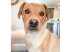 Adopt Copper a Labrador Retriever / Golden Retriever dog in Twin Falls