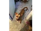 Adopt Cyrus a Tan/Yellow/Fawn - with White Australian Cattle Dog / Mixed dog in