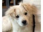 Adopt Armie a Jindo / Mixed dog in San Ramon, CA (38133852)