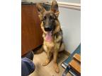 Adopt Blitzen a Brown/Chocolate German Shepherd Dog / Mixed dog in Troy