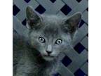 Adopt Puma a Domestic Shorthair / Mixed cat in Midland, TX (38136557)