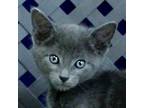 Adopt Zingo a Domestic Shorthair / Mixed cat in Midland, TX (38136556)