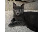Adopt Nora a Gray or Blue Domestic Shorthair / Mixed cat in Georgina