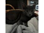 Adopt Mo a Gray or Blue Domestic Shorthair / Mixed cat in Georgina