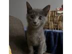 Adopt Dave a Gray or Blue Domestic Shorthair / Mixed cat in Georgina