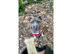 Adopt Gunner a Tan/Yellow/Fawn American Pit Bull Terrier / Mixed dog in