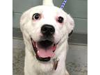Adopt Sephy a White - with Tan, Yellow or Fawn Jack Russell Terrier / Husky /