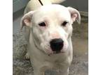 Adopt Iris a White - with Tan, Yellow or Fawn American Pit Bull Terrier / Mixed