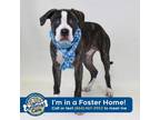 Adopt Tarzan a Brindle American Pit Bull Terrier / Boxer / Mixed dog in