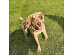 Adopt Tuck a Tan/Yellow/Fawn Catahoula Leopard Dog / Mixed dog in Milford
