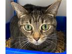 Adopt Lizzy McGuire a Brown Tabby Domestic Shorthair / Mixed (short coat) cat in