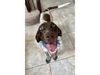 Adopt Apollo a Brown/Chocolate - with White German Shorthaired Pointer / Mixed