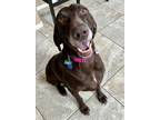 Adopt Penelope a Brown/Chocolate German Shorthaired Pointer / Mixed dog in Las