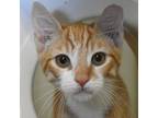 Adopt Koopa a Orange or Red Domestic Shorthair / Domestic Shorthair / Mixed cat