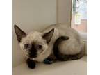 Adopt Toadette a Cream or Ivory Siamese / Domestic Shorthair / Mixed cat in