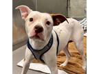 Adopt Bambi a White - with Tan, Yellow or Fawn American Pit Bull Terrier / Mixed