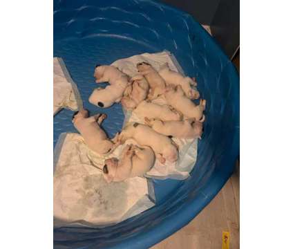 American Bulldog Puppies is a American Bulldog Puppy For Sale in Fayetteville NC