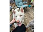 Adopt Jack a Husky / Mixed dog in Ball Ground, GA (38134933)