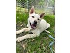 Adopt Jasper a Labrador Retriever / Mixed dog in St. James, MN (38134584)