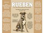 Adopt Rueben a Brindle - with White American Pit Bull Terrier / Boxer dog in