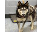 Adopt Amber a Black Husky / Mixed dog in Columbus, NC (38134415)