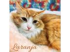 Adopt Laranja a Orange or Red Tabby Domestic Shorthair (short coat) cat in