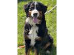 Adopt Madison a Black Bernese Mountain Dog / Mixed dog in Malvern, PA (38134124)