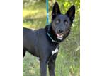 Adopt Halo a German Shepherd Dog / Siberian Husky / Mixed dog in Monterey