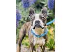 Adopt Toby a Boston Terrier / Mixed dog in Monterey, CA (38133871)
