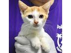 Adopt London a Orange or Red Domestic Shorthair / Domestic Shorthair / Mixed cat