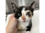 Adopt Tweedledum a White Domestic Shorthair / Domestic Shorthair / Mixed cat in