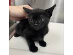 Adopt Cinder a All Black Domestic Shorthair / Domestic Shorthair / Mixed cat in