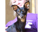 Adopt Angelica a Black Miniature Pinscher / Mixed dog in Lihue, HI (38133646)