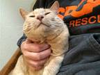 Adopt Larry (4-paw declawed) a Orange or Red Domestic Shorthair / Mixed (short