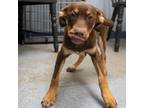 Adopt Peanut a Brown/Chocolate Doberman Pinscher / Terrier (Unknown Type