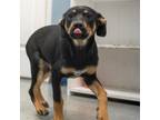 Adopt Babe a Black Doberman Pinscher / Terrier (Unknown Type