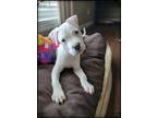 Adopt Ghost a White Pit Bull Terrier / Boxer / Mixed dog in Southbury