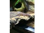 Adopt Kroko A Gecko Reptile, Amphibian, And/or Fish In Aurora, IL (38132771)