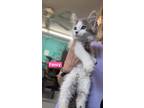 Adopt Fancy a White Domestic Longhair / Domestic Shorthair / Mixed cat in