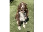 Adopt Luke a Brown/Chocolate - with White Aussiedoodle / Mixed dog in Gilroy