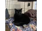 Adopt Trixie a All Black Domestic Shorthair / Mixed cat in Saugerties