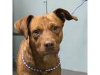 Adopt Kelvin a American Pit Bull Terrier / Mixed dog in Greenville