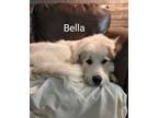 Adopt Bella a White - with Brown or Chocolate Great Pyrenees / Mixed dog in